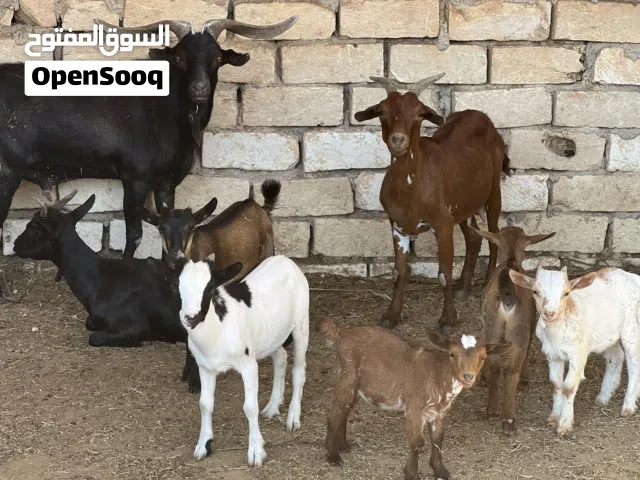 زوزو معزات وحده تحتها تلاته وحده تحتها زوز