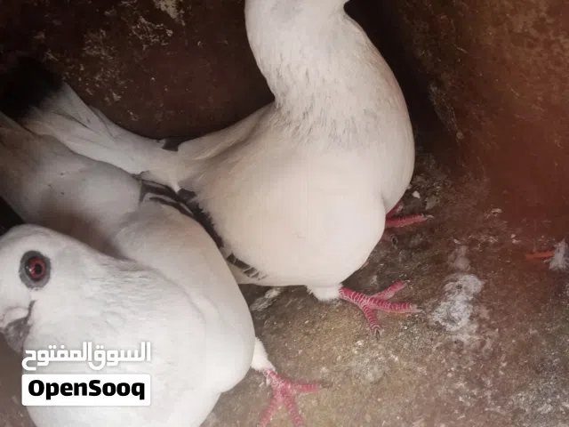 جوز عمري للبيع