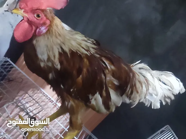 دجاج كويتي