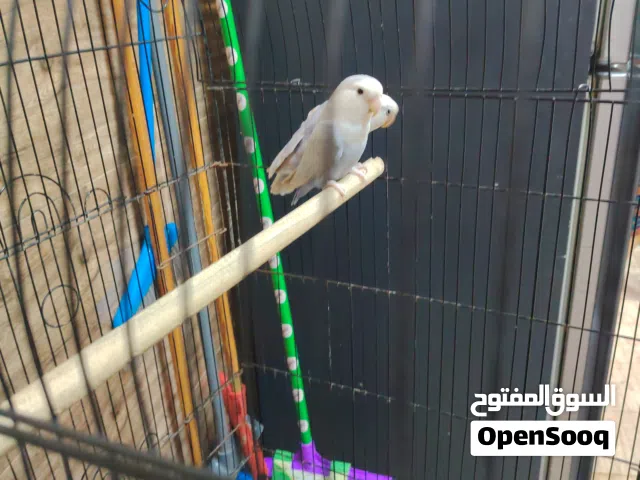 طير روز للبيع