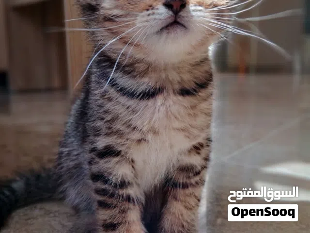 سكوتش فولد بيور من اب وام مستوردين ذكر تايجر .. ابن sugar