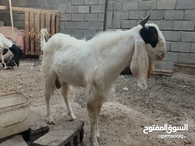 صخول أفغاني عدد (2)