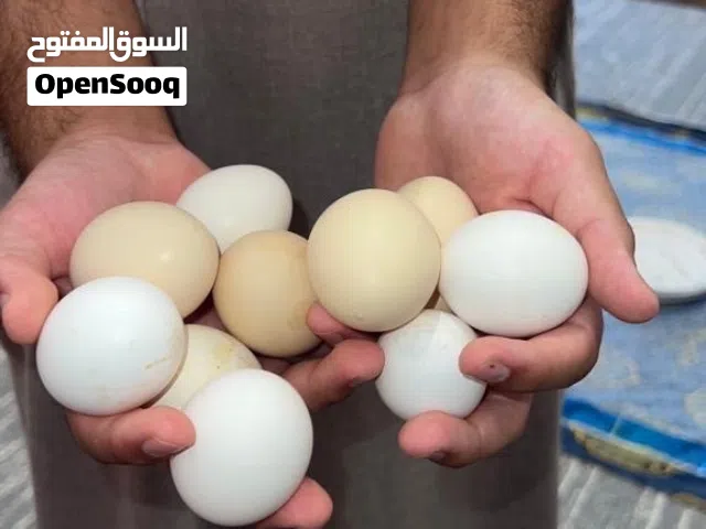 بيض بلدي اورقنك