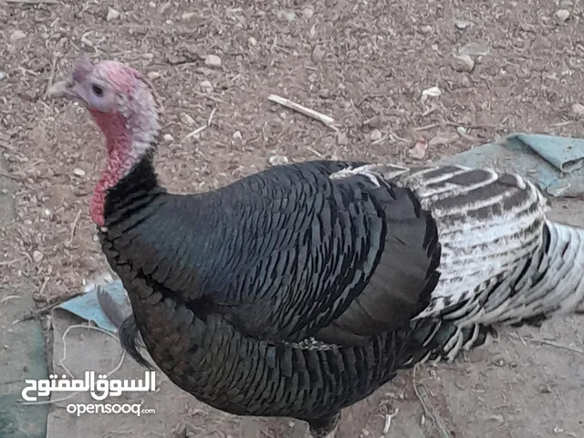 ديوك حبش للبيع
