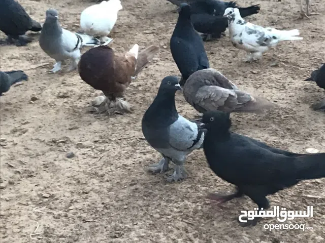 حمام شقلاب