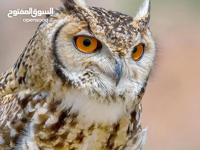فرخ البوم فرعوني تواصل واتساب