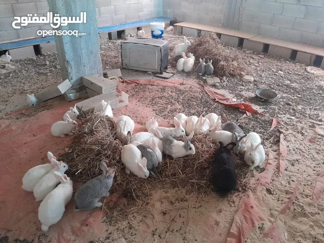 ارانب فرنسي وبلدي