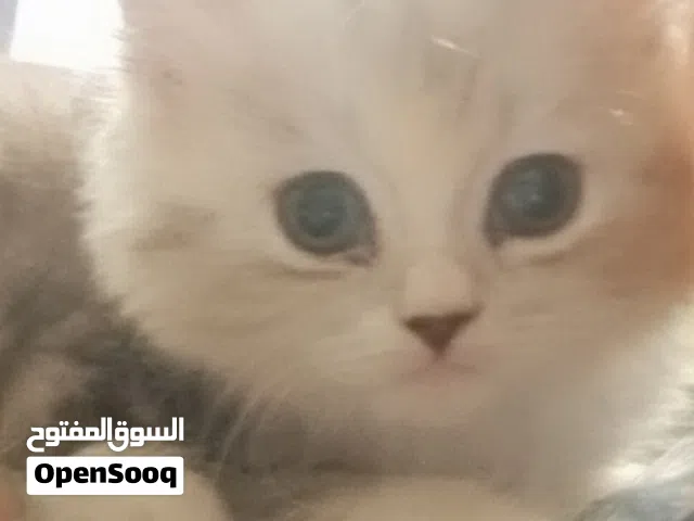 قطه شيرازي شانشلا كاليوكي 45 يوم
