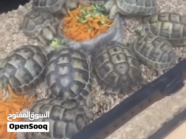 سلاحف بريه يونانيه  ويوجد سلاحف مائيه