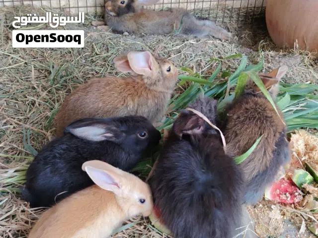 للبيع ارانب مهجنات عماني مع هولندي مناسبات