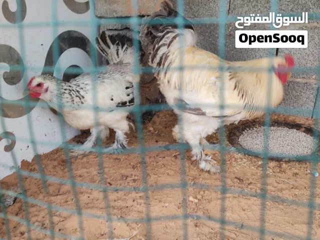 د كوبيا دجاج براهيمي ربي ايبارك