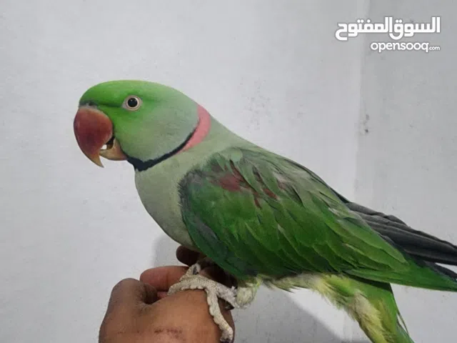 درة نيبالي أليف