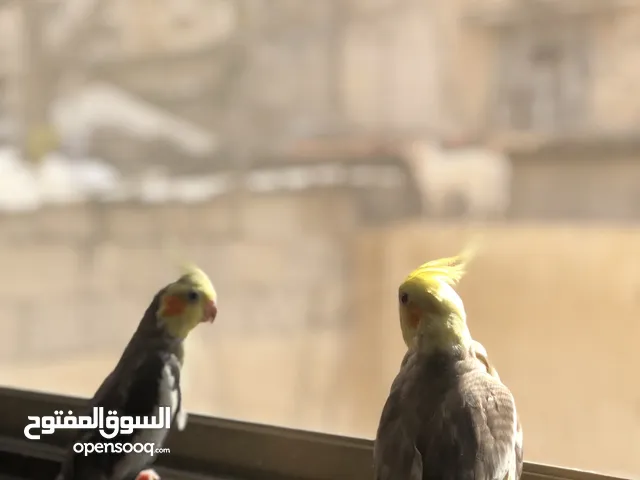 طيور كوكتيل للبيع جوز شغالات