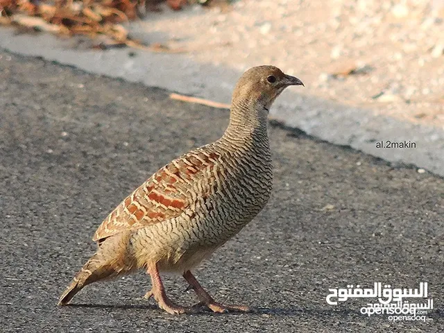 للبيع صفارد عمانيه  + للبيع طيور الكزنجو الوان مختلفه