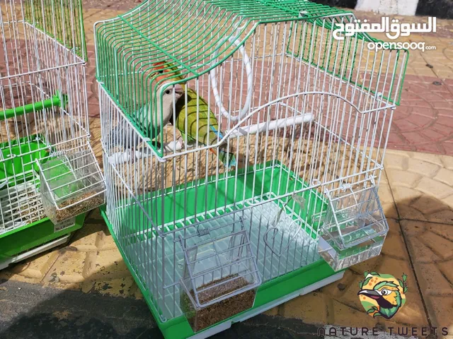 طيور مع القفص للبيع