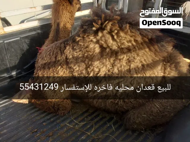 للبيع قعدان محليه فاخره