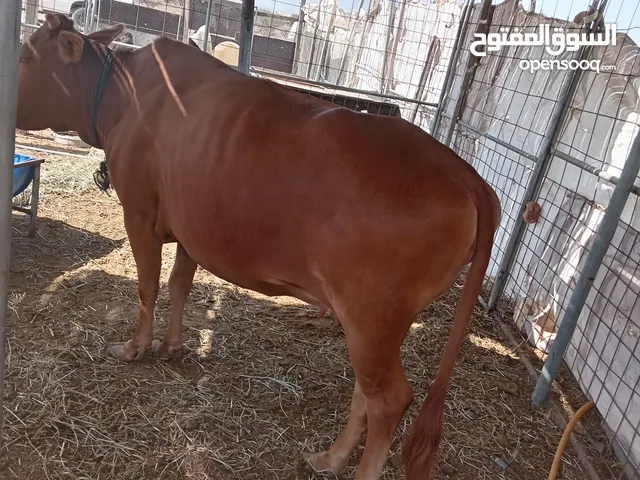 بقره البيع