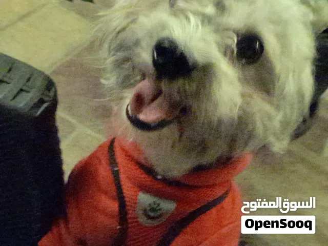 كلب تيرور فرنسي للبيع
