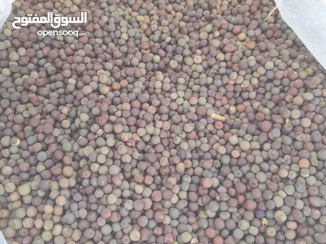 جلبانة (قيطاني) سعر الكيلو 80 قرش