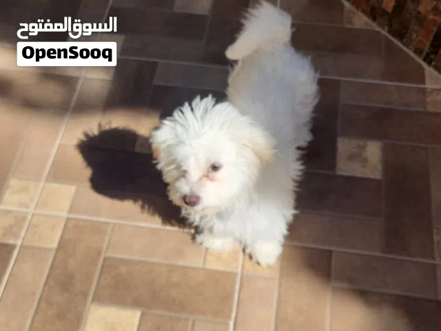 كلبة مالتيبو للبيع