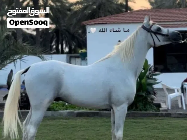 خيل عربي اصيل