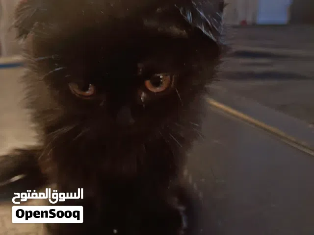 للبيع اكمل الوصف