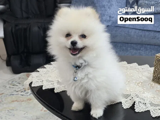 للبيع تي كب بومارينيان