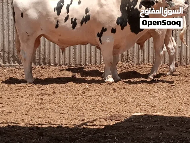 عجل بلدي للبيع اضاحي