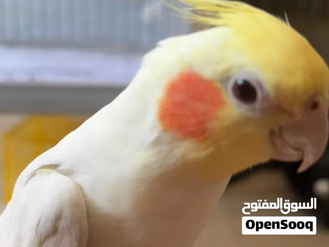 كوكتيل لاتينو اليفه جدا انثى جميله جدا ما بتعض أبدا للبيع  العمر تقريبا سنه  و نص اليفه جدا جدا