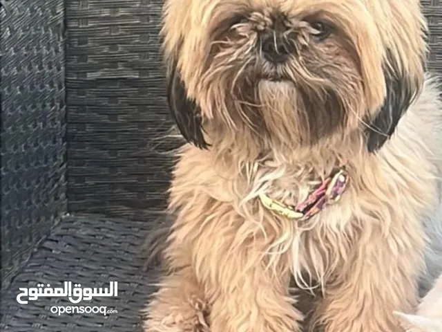 كلب فصيلة تشيزو للبيع