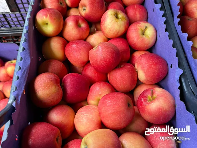 الصاوي لتصدير