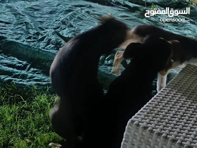 كلاب جيرمن العمر 5 اشهر