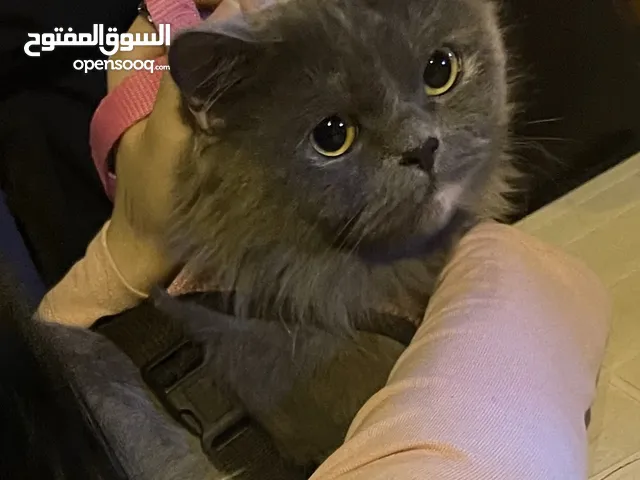 قطط للتبني  اقرأ الوصف مهم