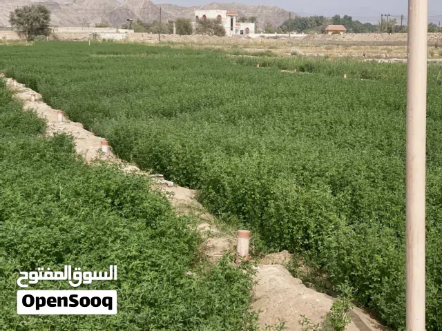 متوفر قت رقم واحد الربطه 3 كيلو  كل يوم 300 ربطه تقص  ع 200 بيسه درهمين الموقع الزروب لبريمي