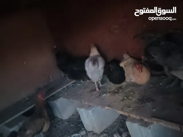 دجاج بسعر مغري