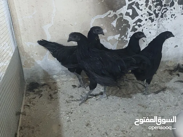 ايام سيماني