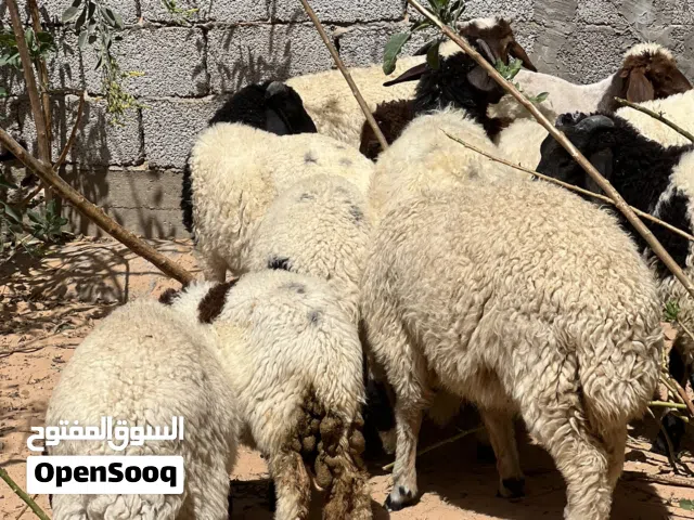 11الحولي ذكر و9 حوليات