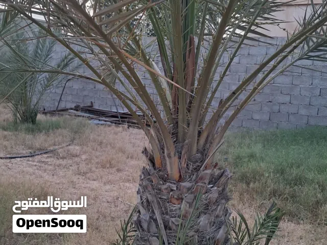 جبارة بكراري