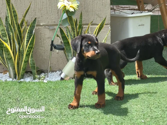 ذكرين وانثى دوبرمان - doberman puppies