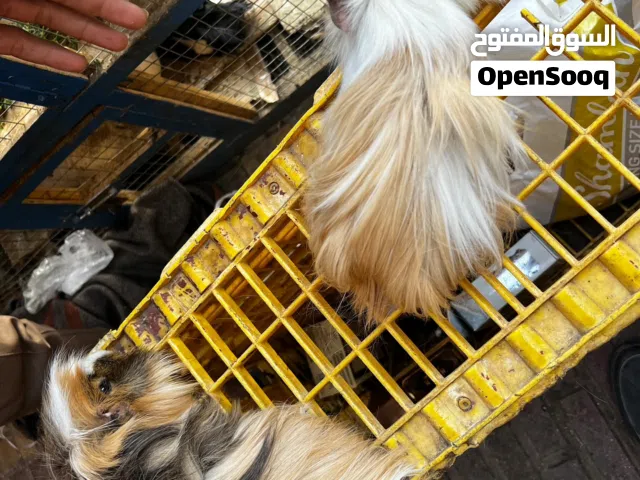 ارانب وبر فرنسي وبلدي بأحجام جيدة وصحه ممتازه ومضمونة اطلب الان.