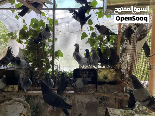 كوم حمام بلدي للبيع