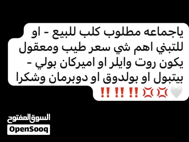 مطلوب للتبني