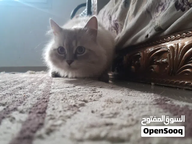 حرتكبكعبعكبهب