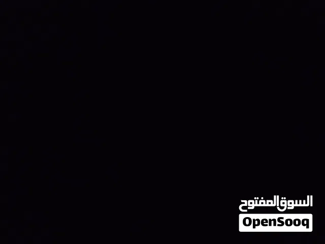 قطتين للبيع سكوتش وشيرازي