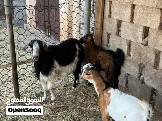 مواشي للبيع ( التفاصيل في الوصف )