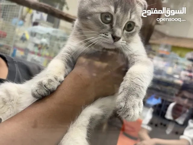 قط سكوتش للبيع ذكر رمادي مع الانثى