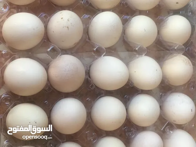 البيض عماني