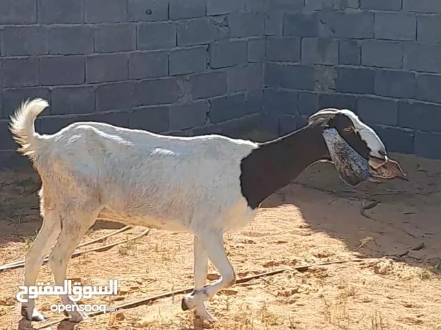 عنز هجين الله يبارك