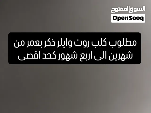 مطلوب كلب روت وايلر