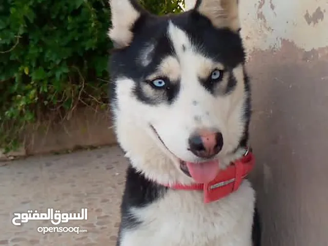 كلب هاسكي أنثى للبيع 100 دينار وقابل للتفاوض الزرقاء/ بلعما